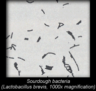 Sourdough Bacteria