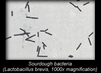 Sourdough bacteria