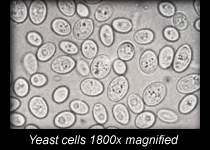 Yeast Cells