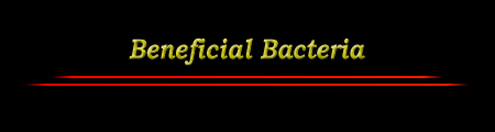 Beneficial Bacteria