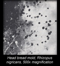 Head bread mold