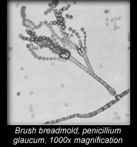 Brush breadmold penicillium glaucum