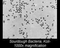 Sourdough bacteria